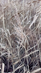 Phragmites australis