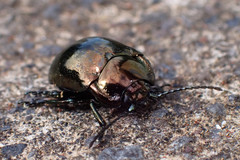 Chrysolina wollastoni