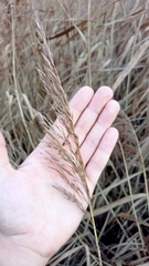 Phragmites australis