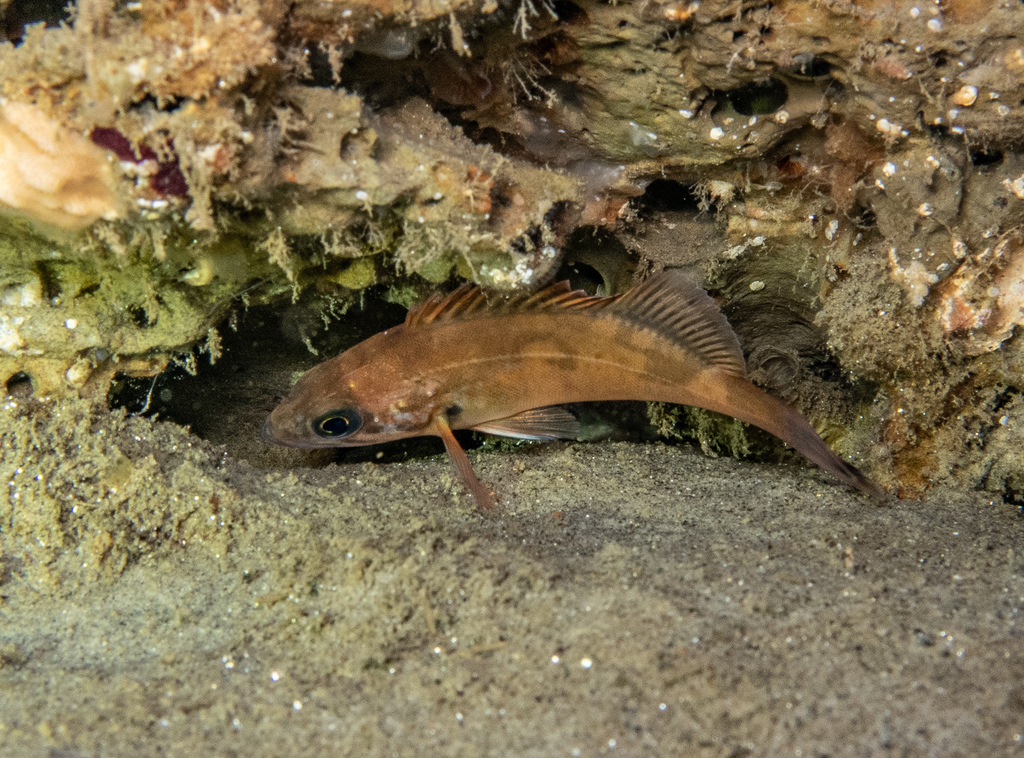 Rockfish (Sebastes hopkinsi) — Sebastidae