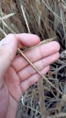 Phragmites australis
