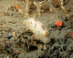 Thordisa bimaculata