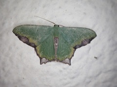 Antharmostes mesoleuca