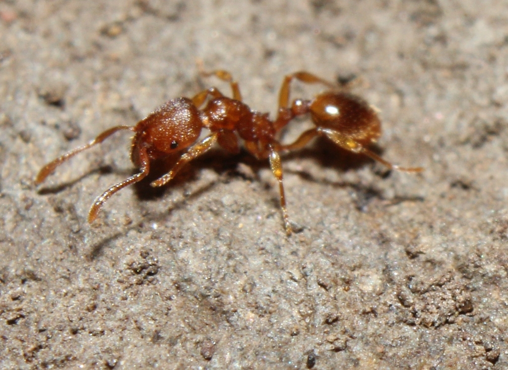 Stenamma impar
