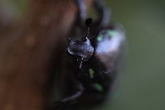 Chlorobapta frontalis