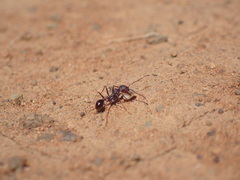 Ocymyrmex barbiger
