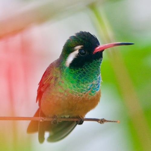 Xantus's Hummingbird (Basilinna xantusii), photo 7