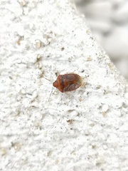 Dryadocoris apicalis