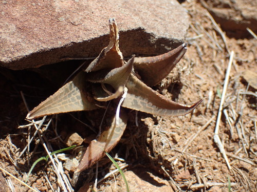 Haworthiopsis tessellata