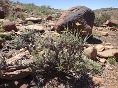 Osteospermum leptolobum