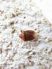 Dryadocoris apicalis
