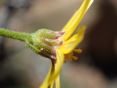 Osteospermum leptolobum