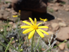 Osteospermum leptolobum