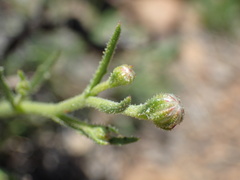 Osteospermum leptolobum