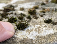 Orthotrichum strangulatum