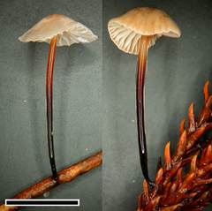Marasmius gelatinosipes