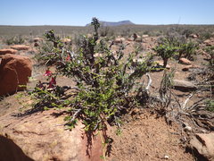 Hermannia grandiflora