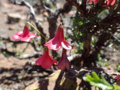 Hermannia grandiflora