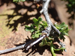 Hermannia grandiflora