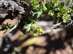 Hermannia grandiflora