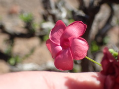Hermannia grandiflora