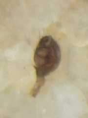 Dipoenura cyclosoides