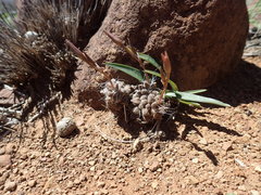 Anacampseros albidiflora