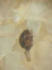 Dipoenura cyclosoides