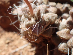 Anacampseros albidiflora