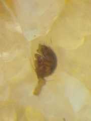 Dipoenura cyclosoides