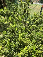 Citrus × microcarpa