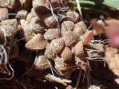 Anacampseros albidiflora