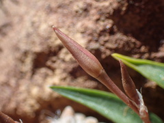 Anacampseros albidiflora