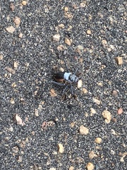 Acanthoplus