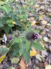 Arctium