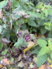 Arctium