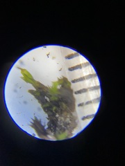 Orthotrichum strangulatum