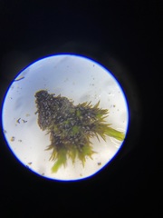 Orthotrichum strangulatum