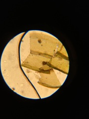 Orthotrichum strangulatum