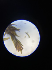 Orthotrichum strangulatum