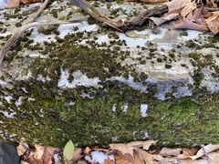 Orthotrichum strangulatum