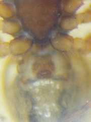 Dipoenura cyclosoides