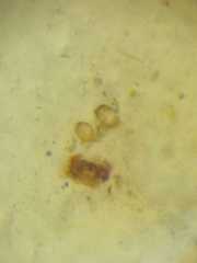 Dipoenura cyclosoides