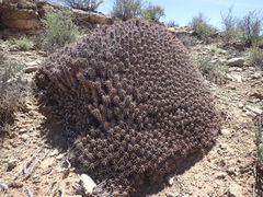 Euphorbia ferox