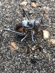 Acanthoplus