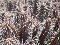 Euphorbia ferox
