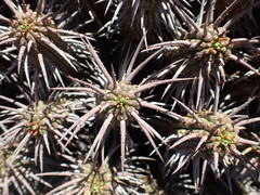 Euphorbia ferox