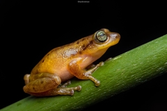 Raorchestes uthamani