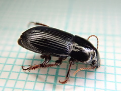 Harpalus tardus