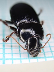 Harpalus tardus